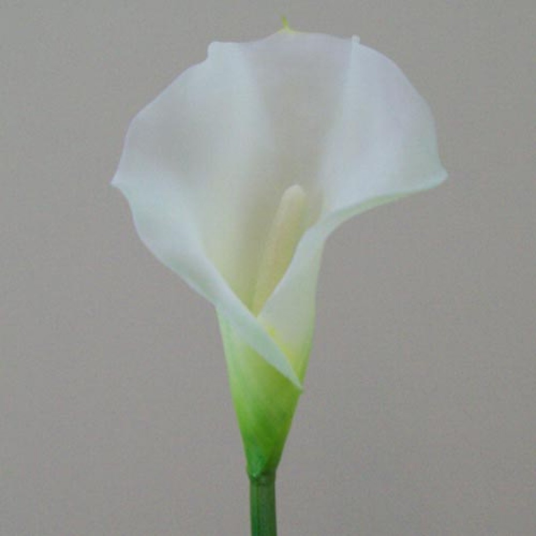 Artificial Calla Lilies Real Touch Medium Cream Cm Artificial Flowers